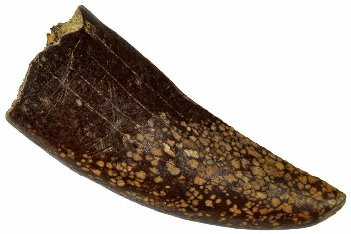 Serrated, Fossil Tyrannosaur (Nanotyrannus?) Tooth - Wyoming #323975